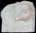 Cystoid (Holocystites) Fossil - Indiana #44604-1